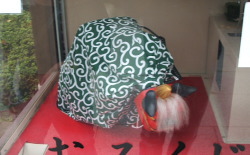 �����܂��̂��݂���