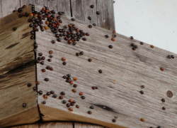 �Ă�Ƃ����̑�Q