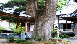 境内の巨木