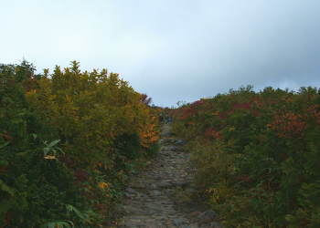 ���킩���ݕ��t�߂̓o�R��