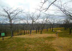 ���̖���