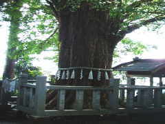 �_�؂̃C�`���E