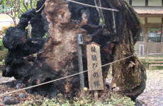 �����т̟O�i�P���L�j