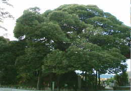 �̖����̃V�C�m�L�i�V�R�L�O���j